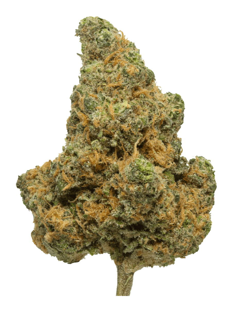 Blue Dream - High Rollas