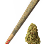 Bubblegum - High Rollas