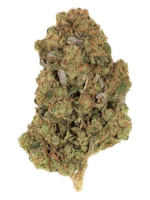 Californian Humboldt - High Rollas