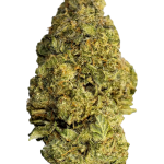 Gelato 25 - High Rollas