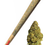 Gelato 25 - High Rollas