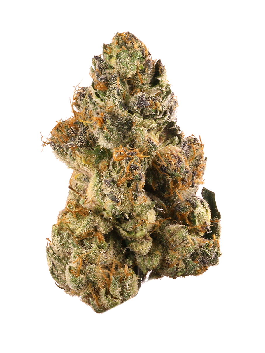 Gelato 41 - High Rollas