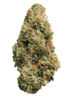 King Louis XIII - High Rollas
