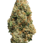 King Louis XIII - High Rollas