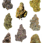 Mix Exotic Grow Bundle - High Rollas