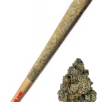Sherbanger - High Rollas